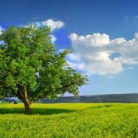 miniatura_wycinka-drzew-2017-nowelizacja-ustawy