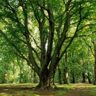 miniatura_wniosek-o-zezwolenie-na-wycicie-drzewa-lub-krzewu